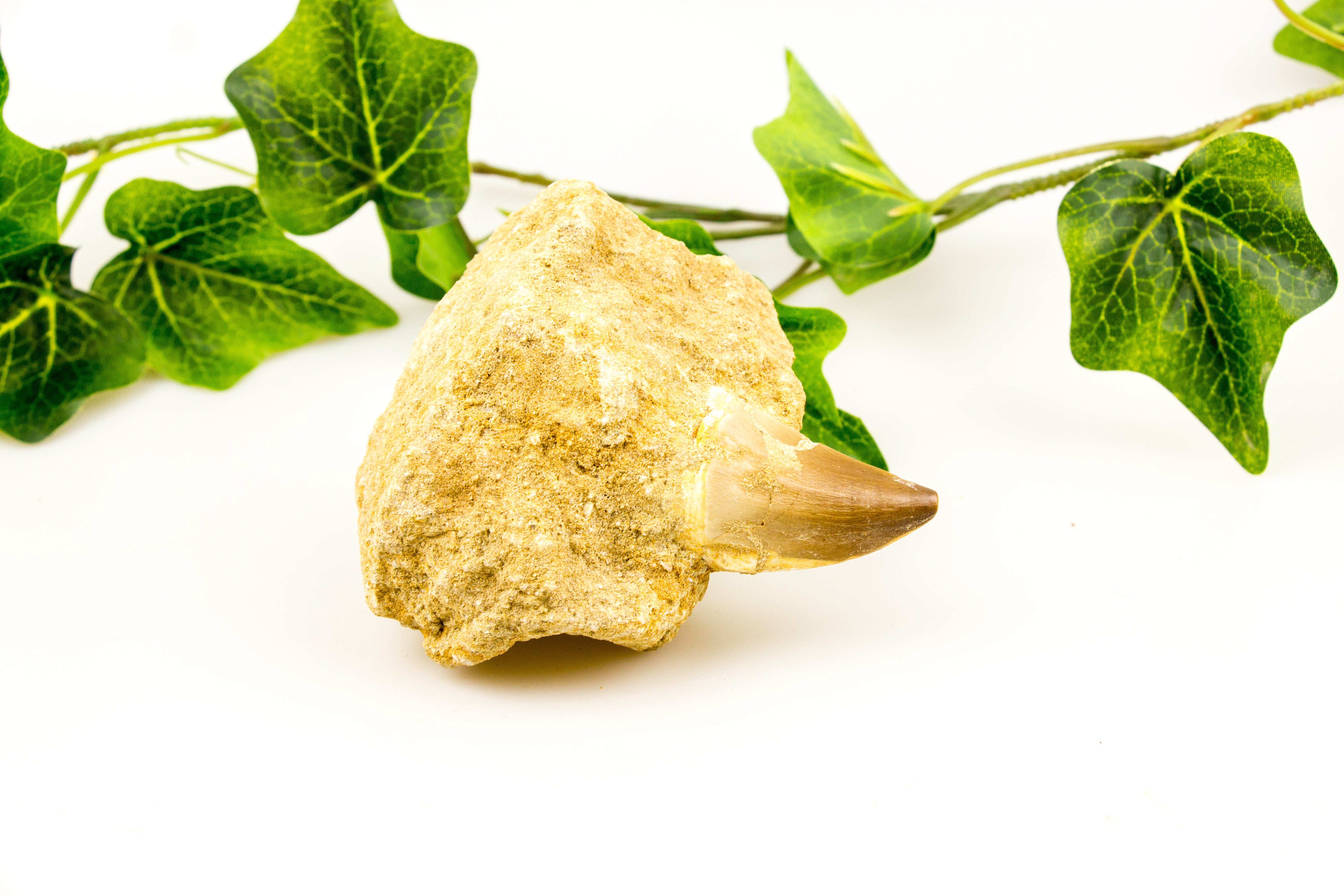 Mosasaurus-Zahn in Matrix ohne Zertifikat