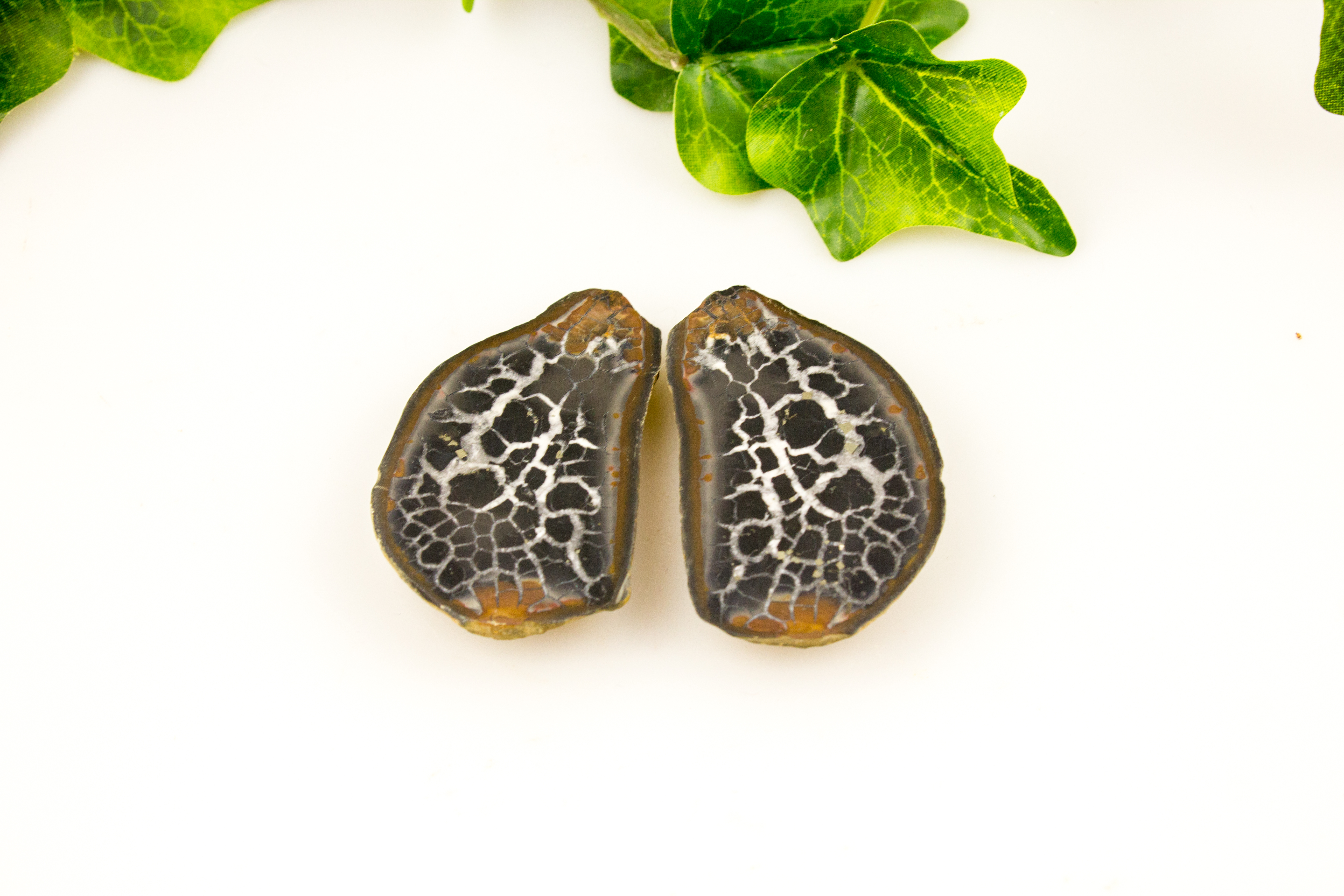 Septarienpaar (Marokko) mit Zertifikatkarte in Pouch, ca 6,0 - 7,0 cm groß