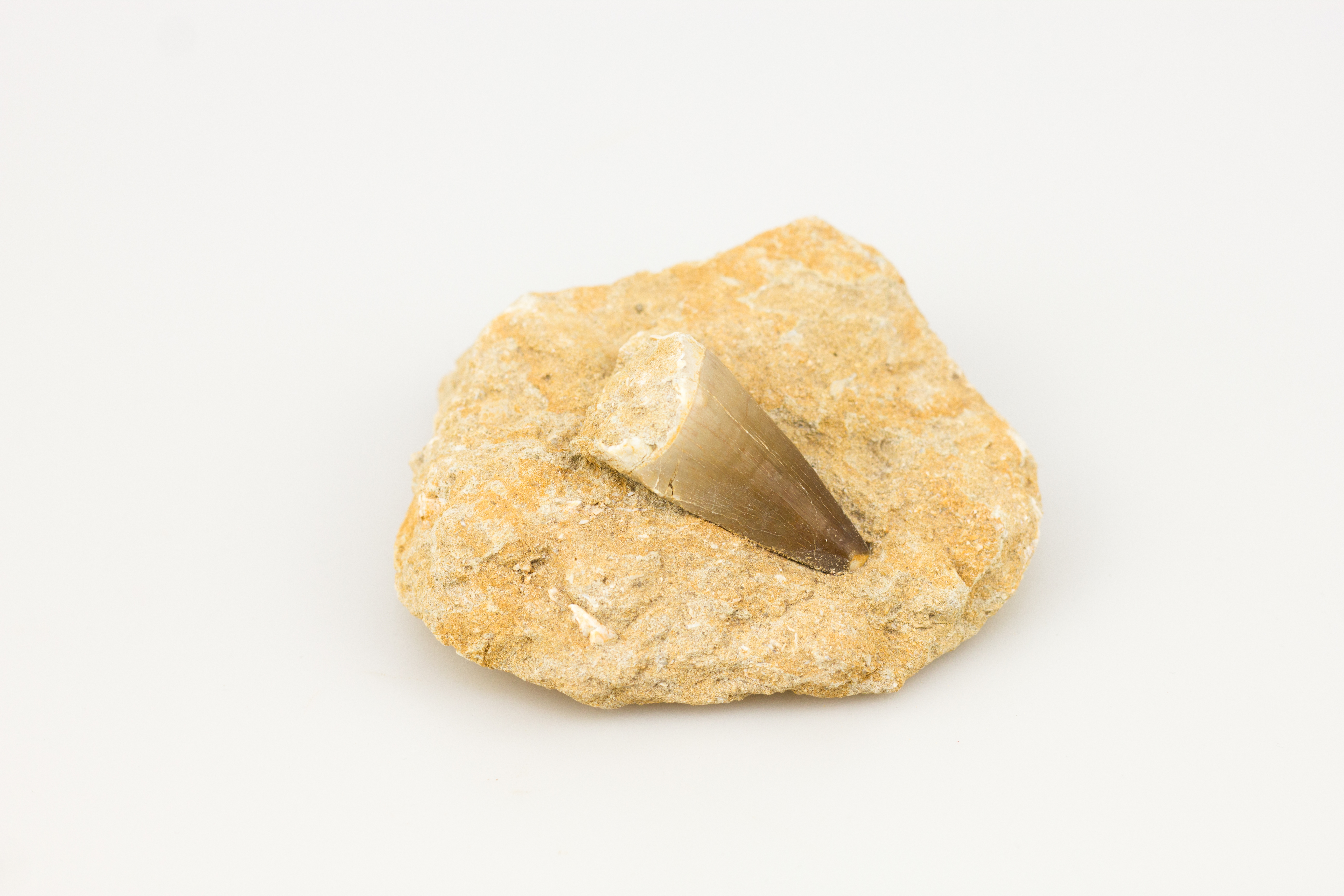 Mosasaurus-Zahn in Matrix (Fischsaurier aus Marokko, ca. 80 Mio Jahre alt)