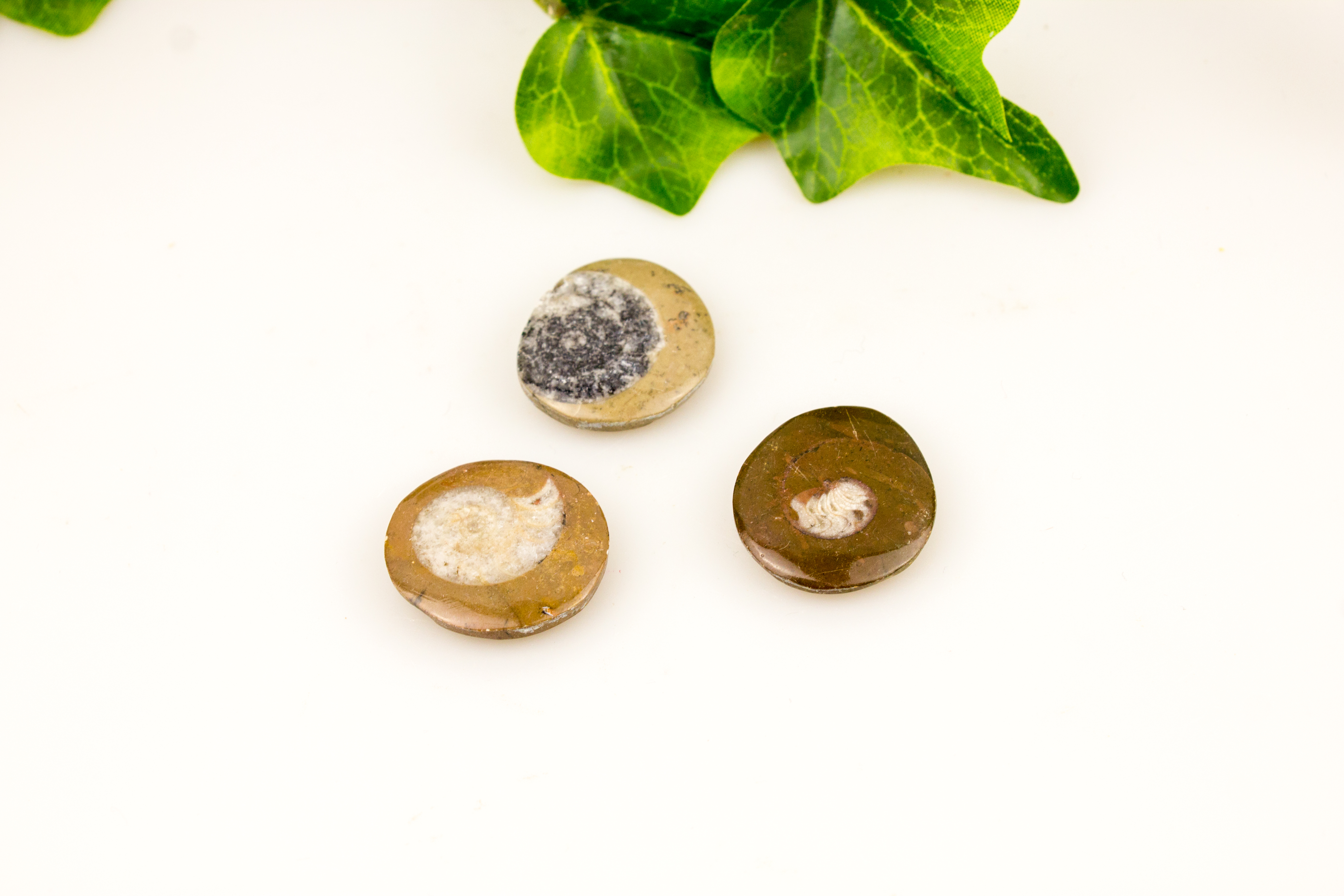 Ammoniten Goniatiten poliert aus Marokko ca. 2 - 4 cm - A-Qualität