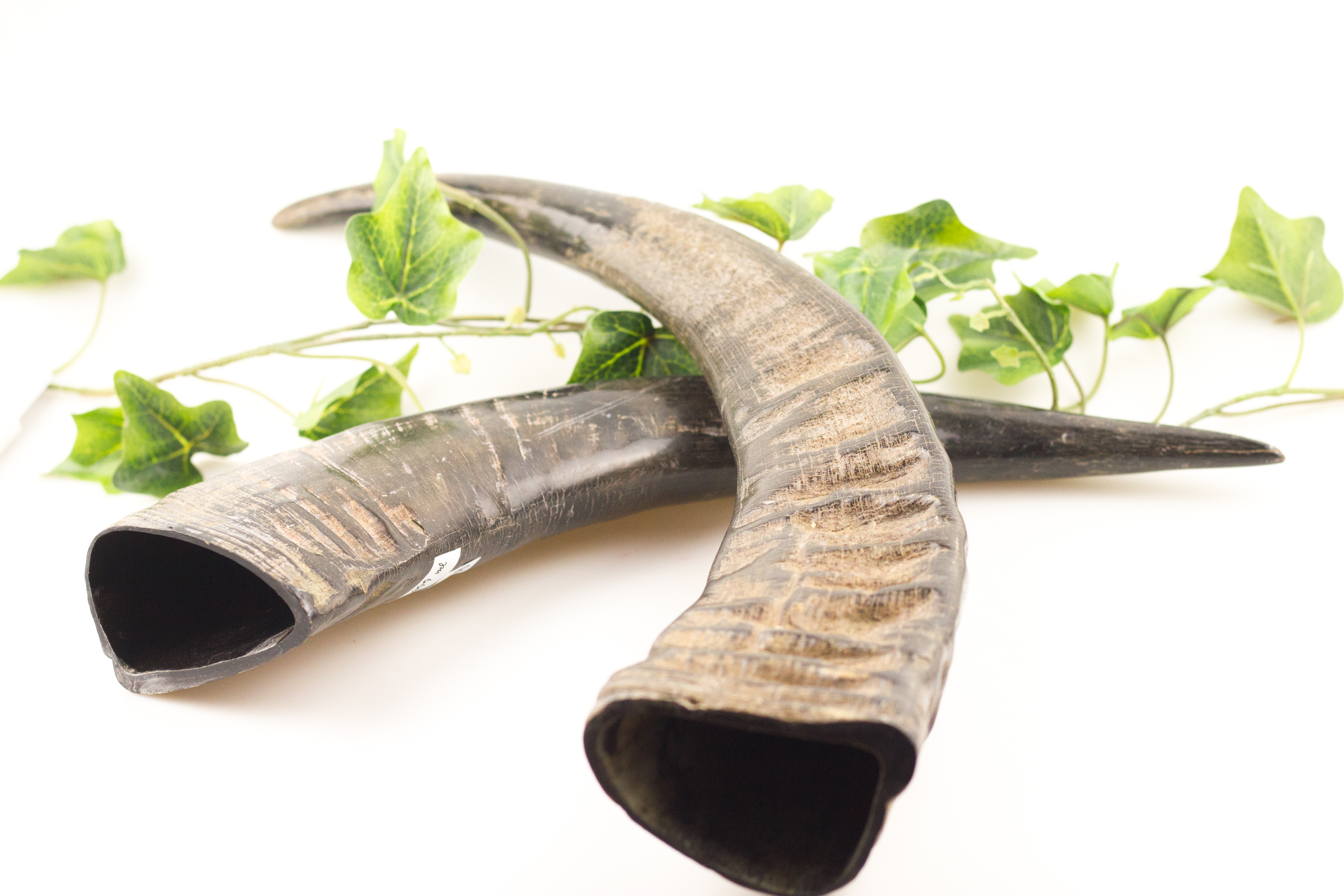 Trinkhorn Wasserbüffel ca. 300 - 490 ml