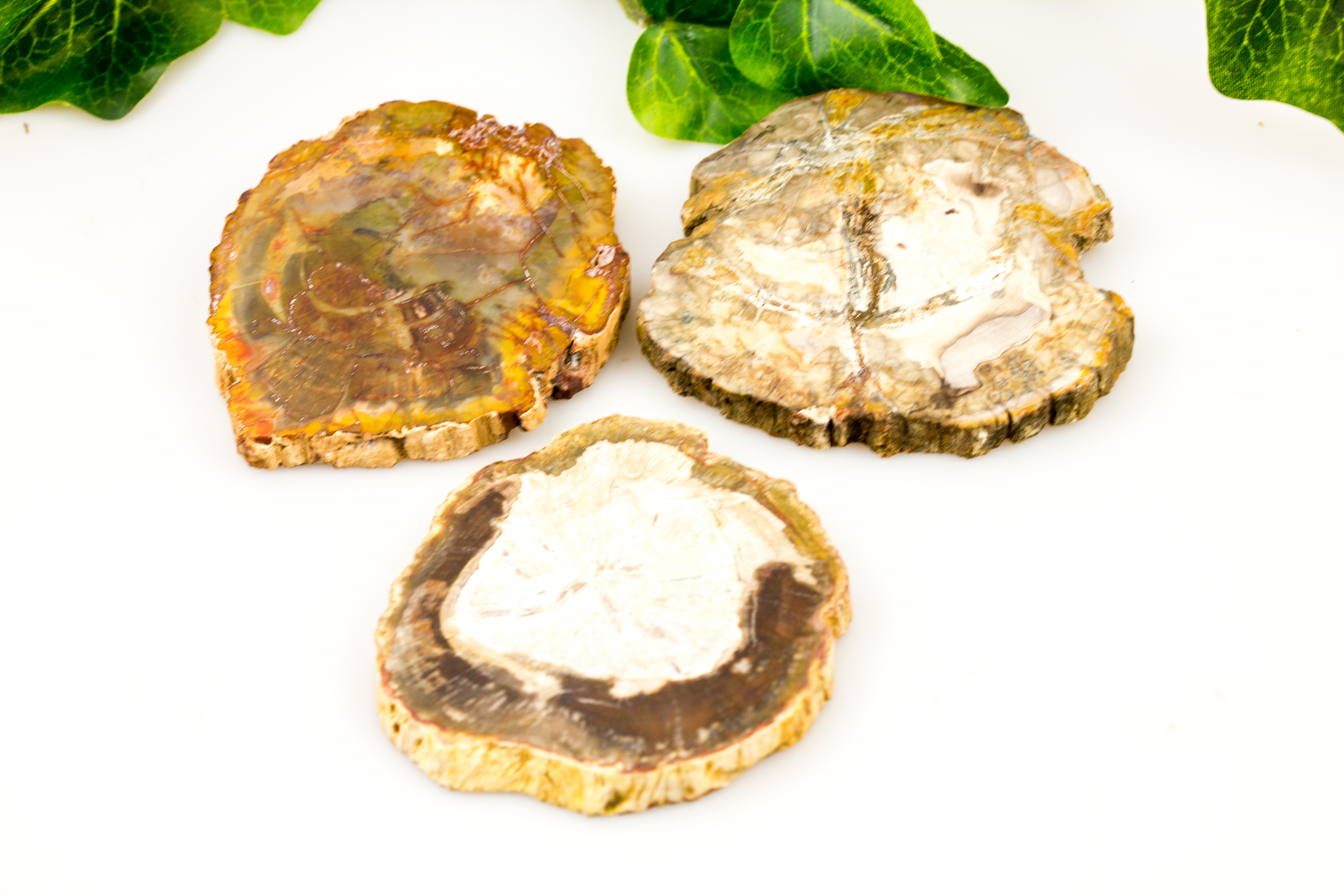 Versteinerte Holzscheibe ca. 6.5 - 7.5 cm